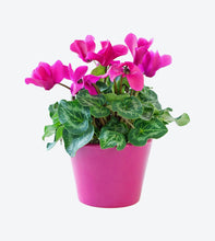 Afbeelding in Gallery-weergave laden, Dummy Product Name